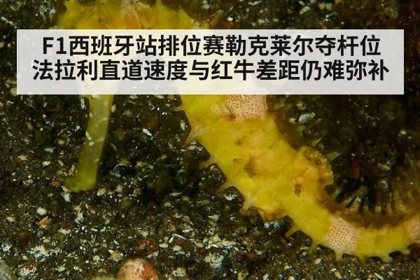 F1西班牙站排位赛勒克莱尔夺杆位法拉利直道速度与红牛差距仍难弥补